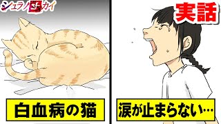 【実話】猫嫌いだった父の一言に…家族全員が涙した【感動して泣ける漫画】