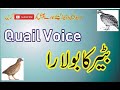 batair bulara vol 36 quail voice for hunting