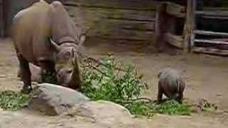 Little Black Rhino kid \