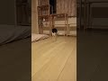 【夜の猫ライブ】かよねこライブ2025