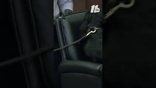 Meet the Wake County courthouse K9 bomb dog
