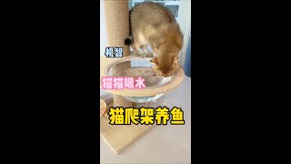 铲屎官再也不用担心猫咪喝水了 #cat #猫