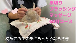 ＃264【うさぎ専門店「うさぎ星」】初めてのエステ体験にうっとり？　うさぎもマッサージは気持ちいね　ブラシ・爪切り60分コースを受けてきました　ミニうさぎの女の子　～ beauty salon～