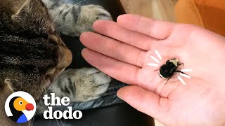 Couple Falls In Love With Wingless Bumblebee | The Dodo