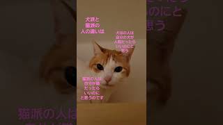 犬派と猫派の明確な違い #cat #funny #catlover #猫大好き