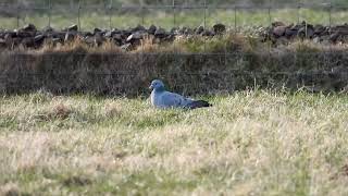 Stock Dove East Haven 12 3 2023