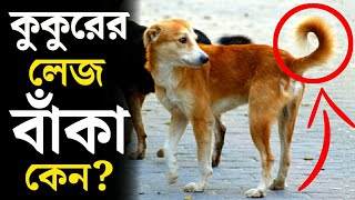 কুকুরের লেজ বাঁকা হয় কেন জানেন? Why The Dog's Tail Is Always Curved? Oggato