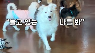 머리 좋은 보더콜리가 소형견들과 놀 때 ㅋㅋㅋ