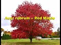 Acer rubrum – Red Maple