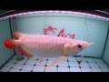 ජීවිතේට දැකල නැති කෝටි ගාණක arowana මාළු එකම තැනක arowana aquarium singapore 🇸🇬 sinhala 2024