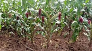 commercial maize farming#Kilimo cha bora cha mahindi na mbegu bora   tani 3 kwa ekari