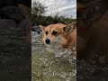 石渡り上手なコーギー a corgi skillfully crosses a river boulder corgi コーギー サクラ