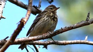 Metsäkirvinen varoitusääni (Tree Pipit alarm call) Anthus trivialis