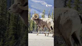 Wildlife Crossings Prevent Roadkill