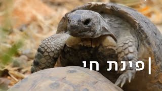 בני האדם בסגר - וחיות הבר נהנות מהשלווה