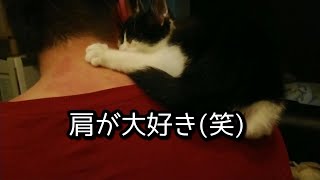 肩乗り猫