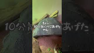 SUNAMORI#フトアゴヒゲトカゲ #ハイポゼロ＃爬虫類飼育#reptiles #ボビング