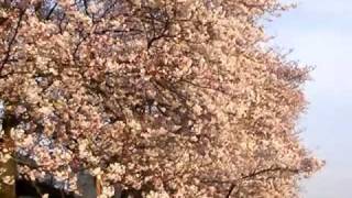 越谷市北越谷元荒川堤桜並木のお花見２