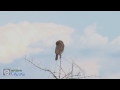 a ferocious and tiny little owl with visible spirit eyes in the back of it s head