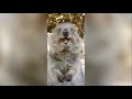 quokkas doing what they do best sound on