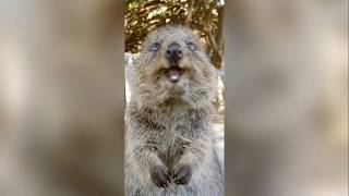 Quokkas doing what they do best! [SOUND ON]