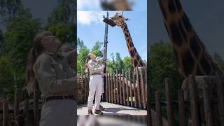 உலகின் மிக உயரமான ஒட்டகச்சிவிங்கி || Tallest animal on land || #giraffe #youtubeshorts #shorts