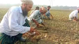 ফারুক শেখ। আদর্শ কৃষক। বোয়ালমারী, ফরিদপুর।