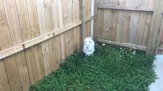 一只在自家院子愉快奔跑的小银狐犬 (A playful Japanese Spitz)