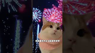 【矮脚虎凸凸】预制烟花照,小猫在家也能体验新年氛围感啦~#萌主过年仪式感好物 #萌主过大年