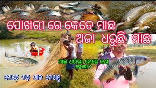 ପୋଖରୀ ରେ କେତେ ମାଛ ଦେଖନ୍ତୁ/ଦାଦା ଧରୁଛି ମାଛ/fish video/hook fishing/pond fish#fishing #indiabhaivlogs