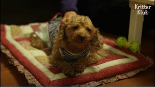 Dog Wishes Her Alzheimer’s Grandmother Would Never Forget His Name In Heaven.. | Kritter Klub