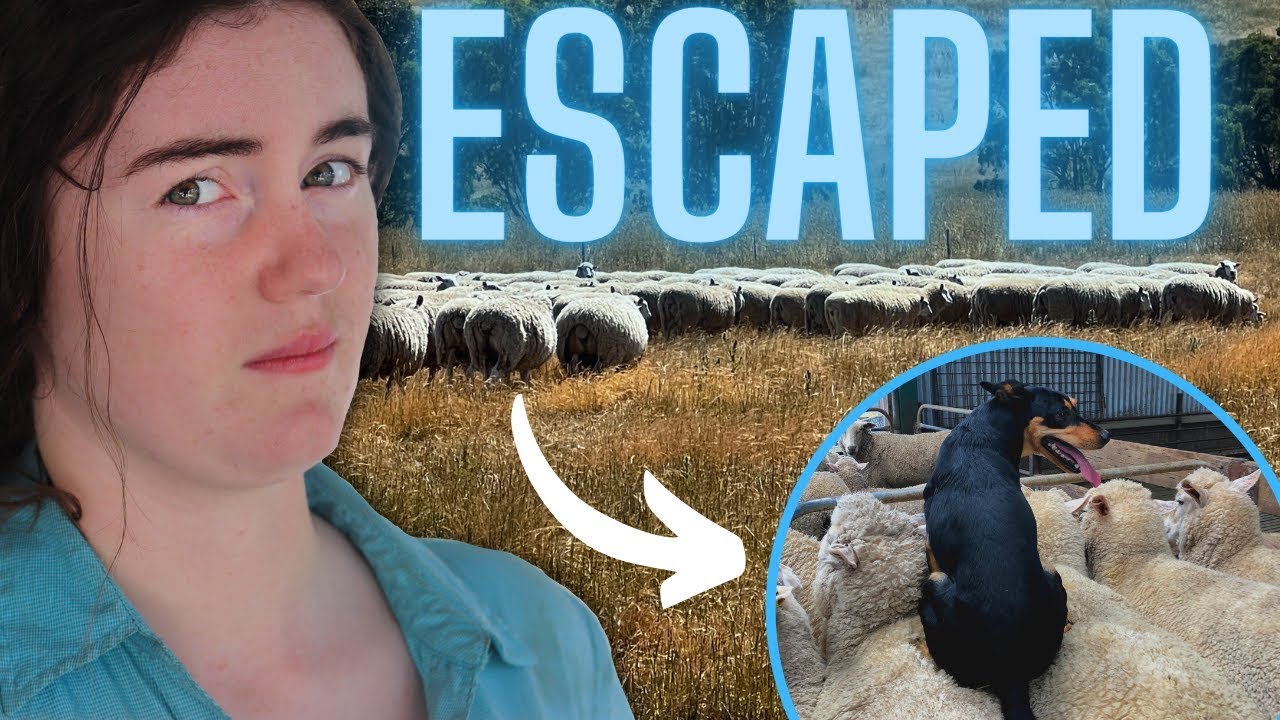 The Sheep Did What Youtube