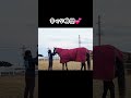 馬と通じ合う瞬間🐴💕 馬 引退馬 動物 shorts