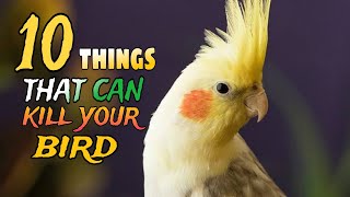 10 Things You Didn’t Know that can Kill Your Pet Bird