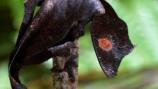 7 Criaturas Fascinantes Que Só Existem Em Madagascar