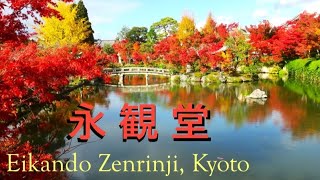 永観堂🍁ことし11/29燃ゆる紅葉🍁（禅林寺）Also known as Maple Leaf Eikando🍁別名 もみじの永観堂　京都　Eikando Zenrin ji（Long Ver.）