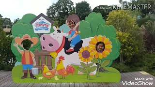 Cimory dairy land