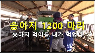 송아지 자연 출산 1200 마리. 1200 calves.