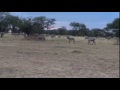 serengeti camp site