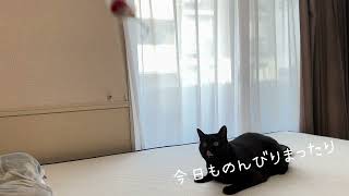 【遊ぶにゃー】猫とのんびりまったりな日常