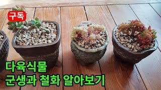 다육식물 군생과 철화 차이점 알아보기 succulent, succulents plants