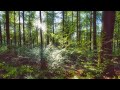 🌳 4K - Relaxing Nature Sounds For Stress Relief, Forest Sounds, Bird Song