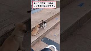 【2ch動物スレ】ネッコが攻撃した後のイッヌの反応がコチラ