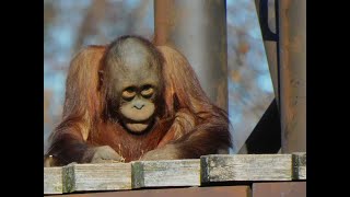 オランウータンのスカイウォーク（チャッピー＆ホッピー）