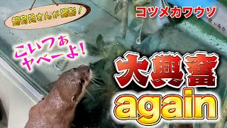 コツメカワウソ三姉妹 あることになると我を忘れてしまいます！