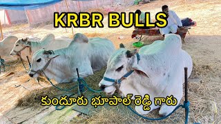 KRBR BULLS