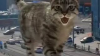 Scary Cats Rule the World #cat #funny #funnyvideo #scary #fun