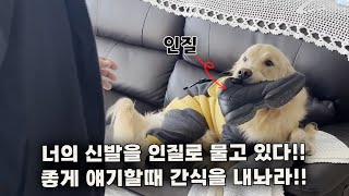 너의 애착 신발을 물고있다!! 좋은말 할때 간식을 내놔라~~ (feat.협상의 달인)