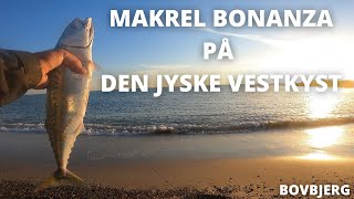 Makrel bonanza på den jyske vestkyst!