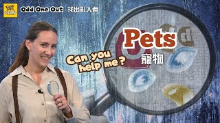 【Odd One Out 找出亂入者】寵物 Pets / 大家說英語 - 202501